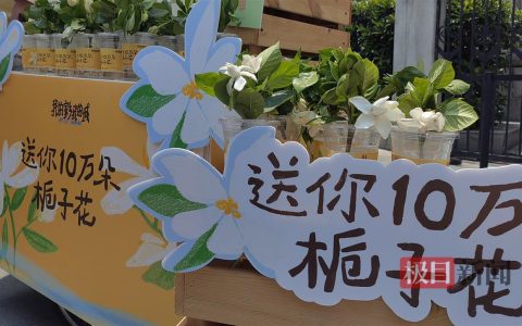 武汉满城栀子花，全国多地游客免费领到了！