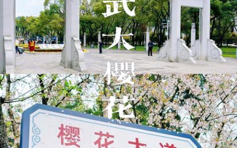 【荆楚锋评】武汉浪漫樱花季 武大不妨做的更贴心一些