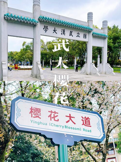 武汉浪漫樱花季 武大不妨做的更贴心一些