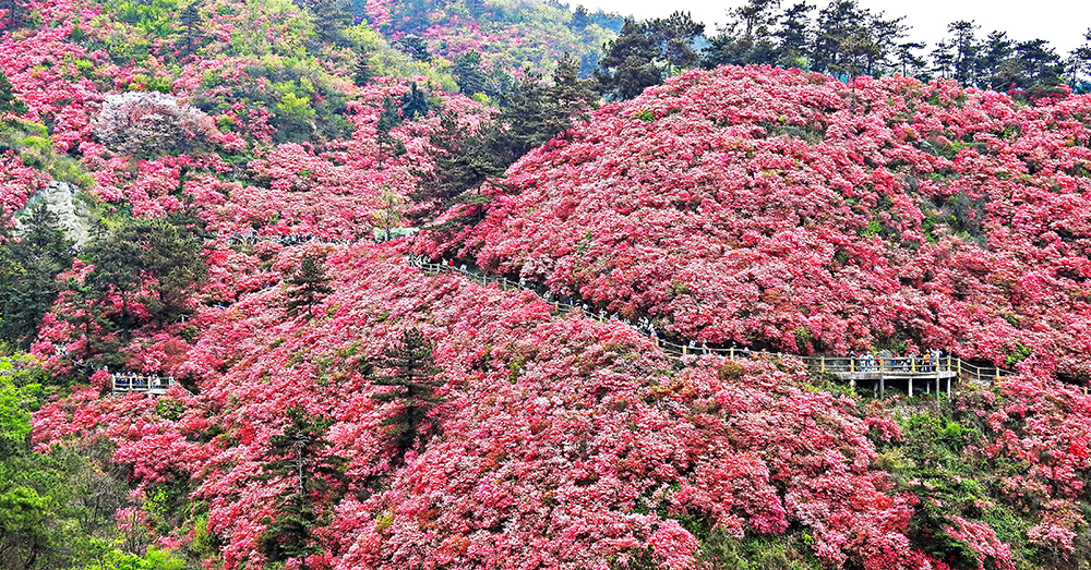 木兰云雾山：坐拥“十里花山”——郊野公园杜鹃花海