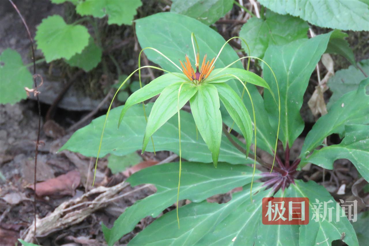深山幽谷惊现“解毒仙草”！十堰一地首次捕捉国家二保植物七叶一枝花神秘身影