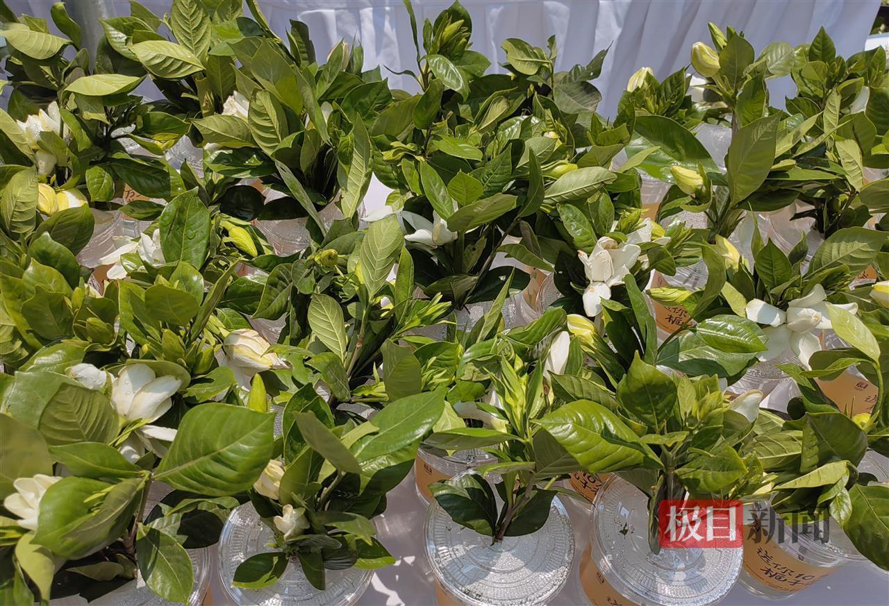 武汉满城栀子花，全国多地游客免费领到了！