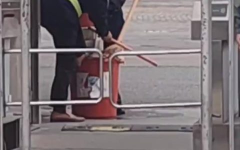 赣州一所中学安保人员虐杀流浪狗？学校：2名涉事保安已开除