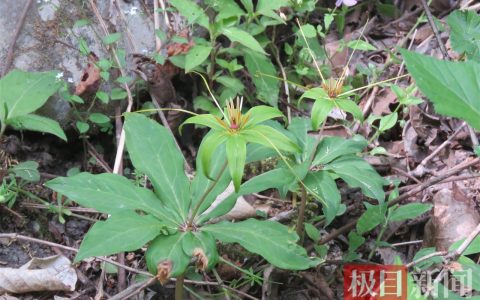 深山幽谷惊现“解毒仙草”！十堰一地首次捕捉国家二保植物七叶一枝花神秘身影