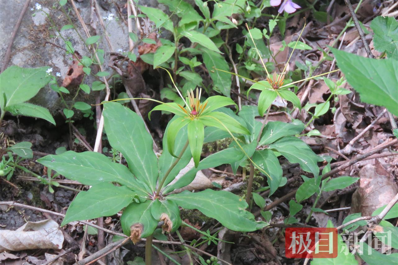 深山幽谷惊现“解毒仙草”！十堰一地首次捕捉国家二保植物七叶一枝花神秘身影