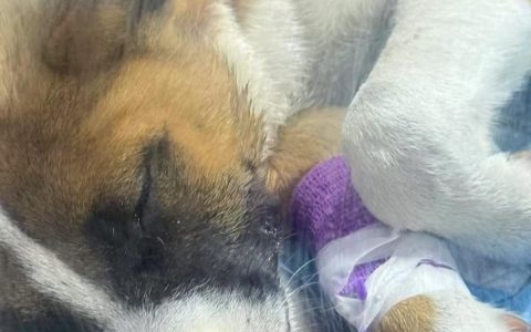 安徽一高校内两只流浪狗中毒身亡，学生：疑似异烟肼中毒，已报警