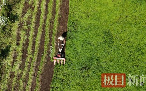 “95后”小伙儿周星星：返乡开辟“新赛道” 带动乡邻种薄荷