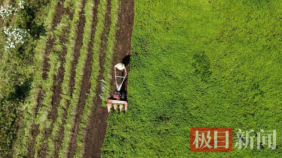 “95后”小伙儿周星星：返乡开辟“新赛道” 带动乡邻种薄荷