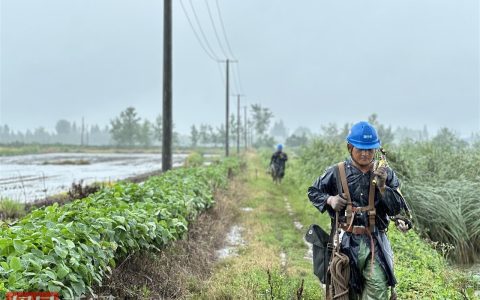 湖北石首2000亩虾稻田渍水，电力工人滂沱大雨中施工排水