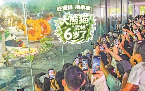 吃蛋糕 撸串串 大熊猫“武林”6岁了