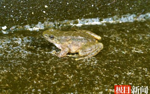 恩施发现两栖动物新记录