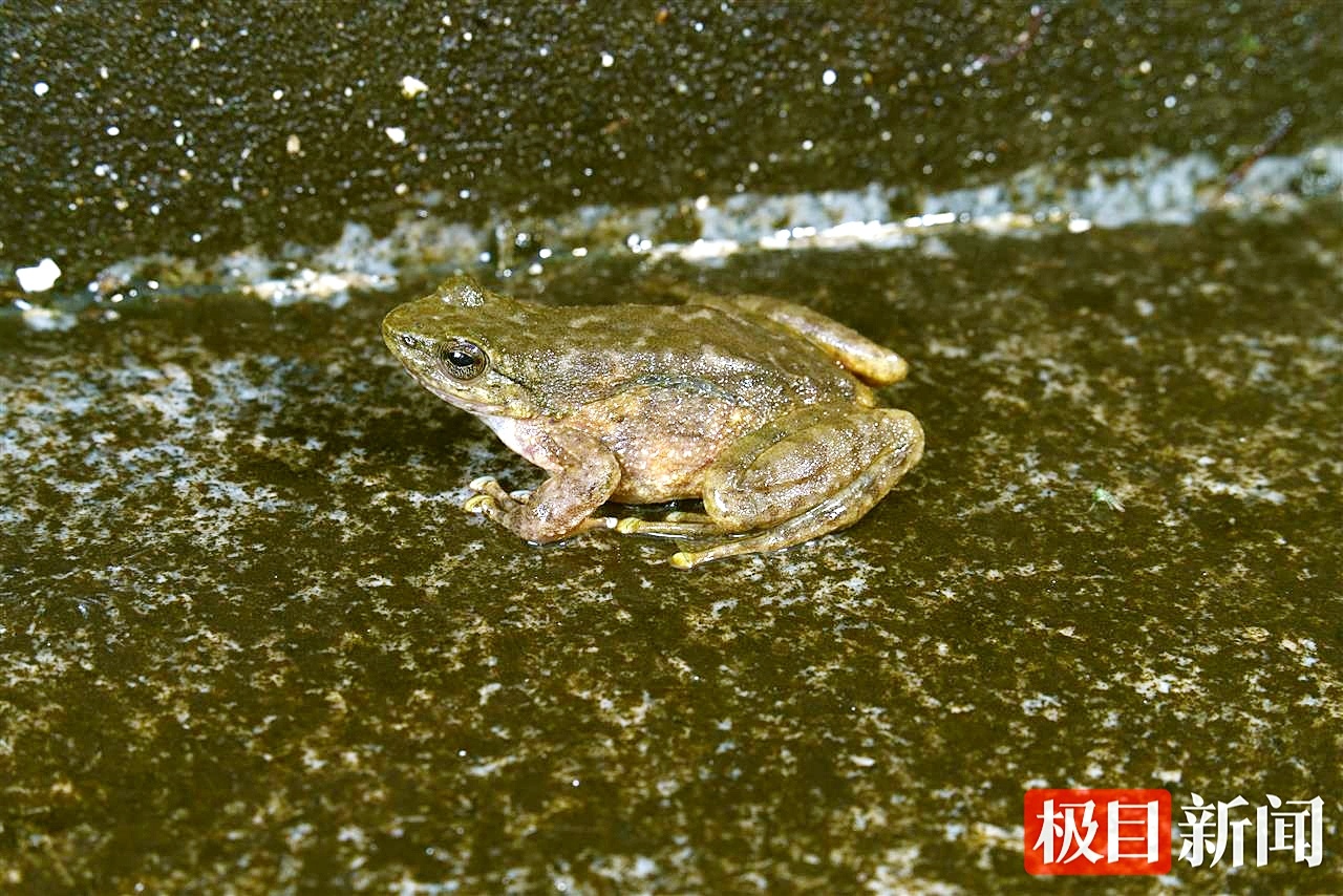 恩施发现两栖动物新记录