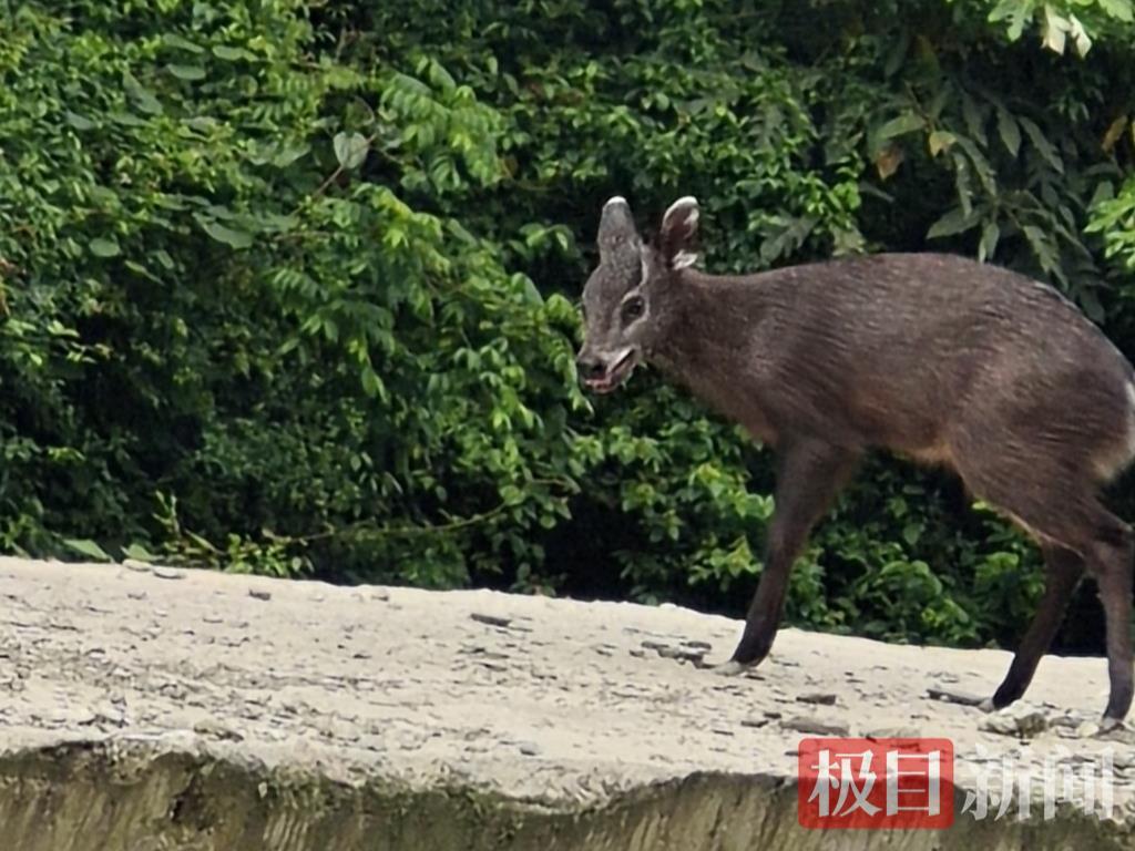 珍稀毛冠鹿频现，见证自然生态之美
