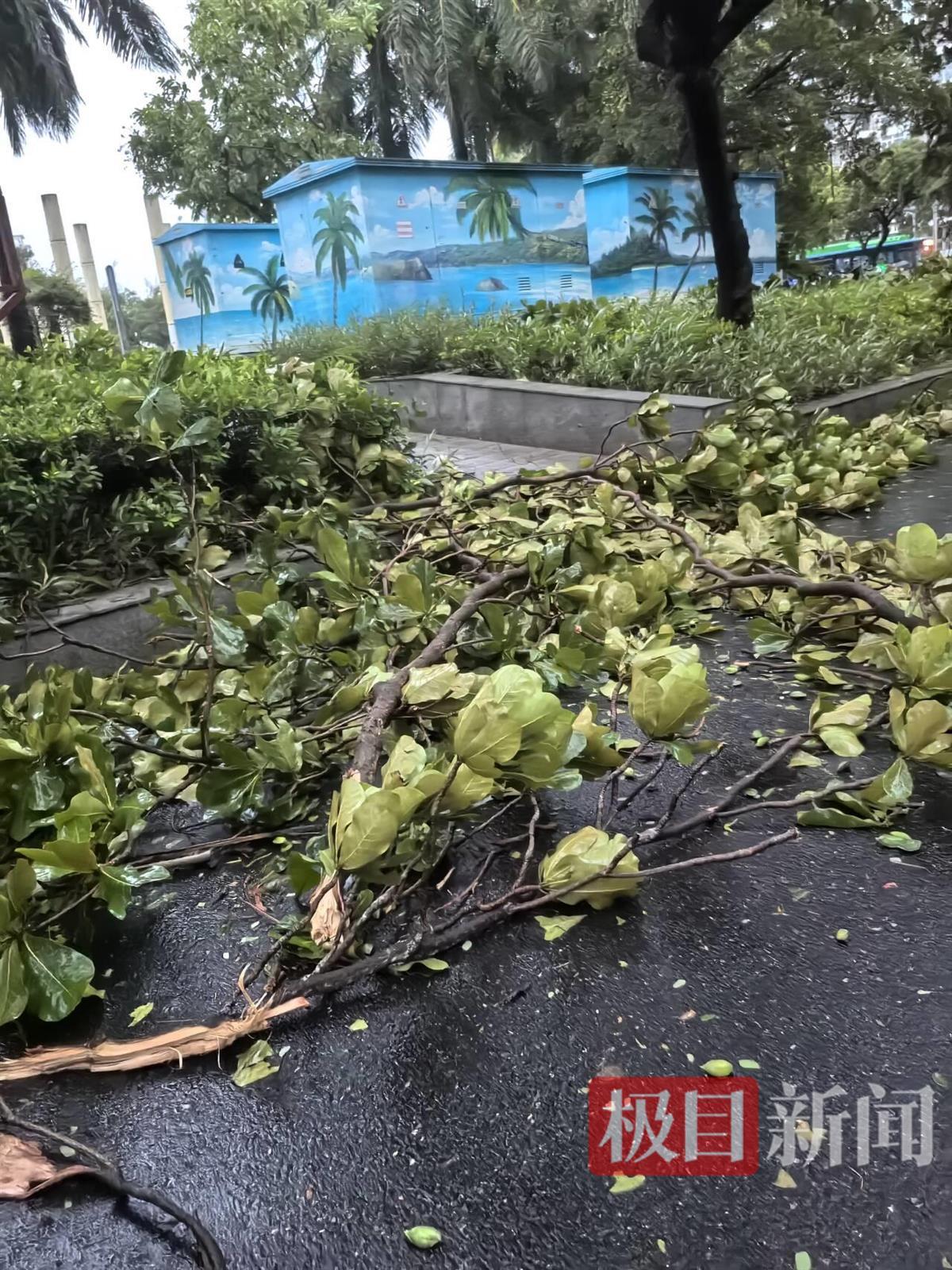极目新闻记者直击台风“蝴蝶”登陆时的三亚：海边风太大感觉快被吹走，不少树干树枝被吹断
