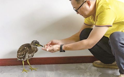 秭归首现“鸟中大熊猫” 全球仅存约1000只