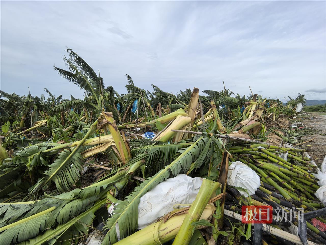 台风“蝴蝶”登陆海南东方市后，一家香蕉园损失超过70万元