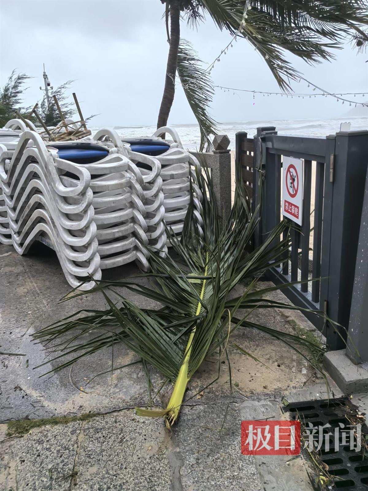 极目新闻记者直击台风“蝴蝶”登陆时的三亚：海边风太大感觉快被吹走，不少树干树枝被吹断