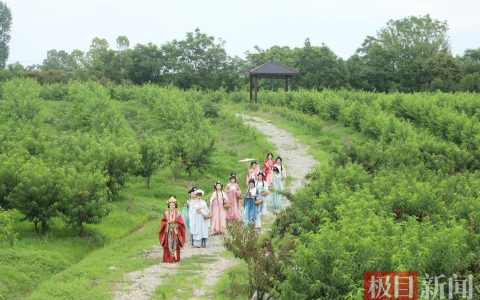 桃缘甜蜜蜜，相约桃花驿 孝南杨店镇早蜜桃开园