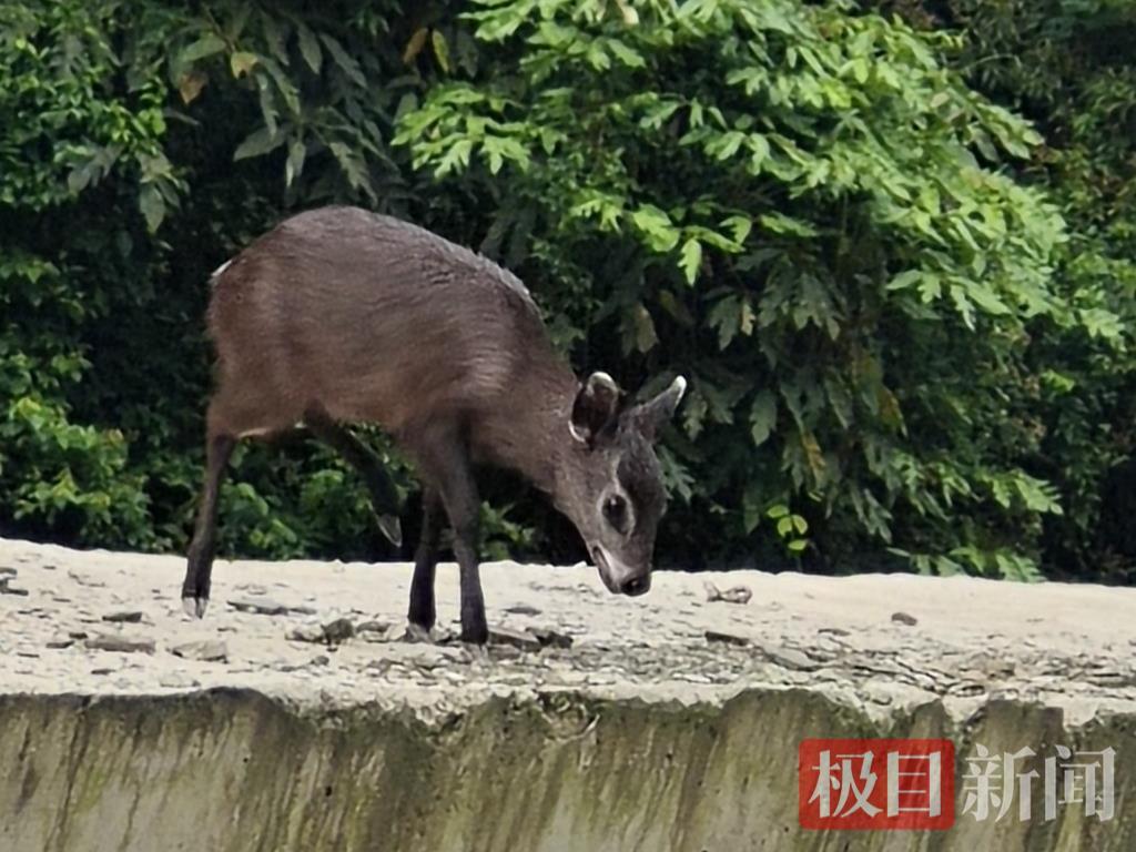 珍稀毛冠鹿频现，见证自然生态之美