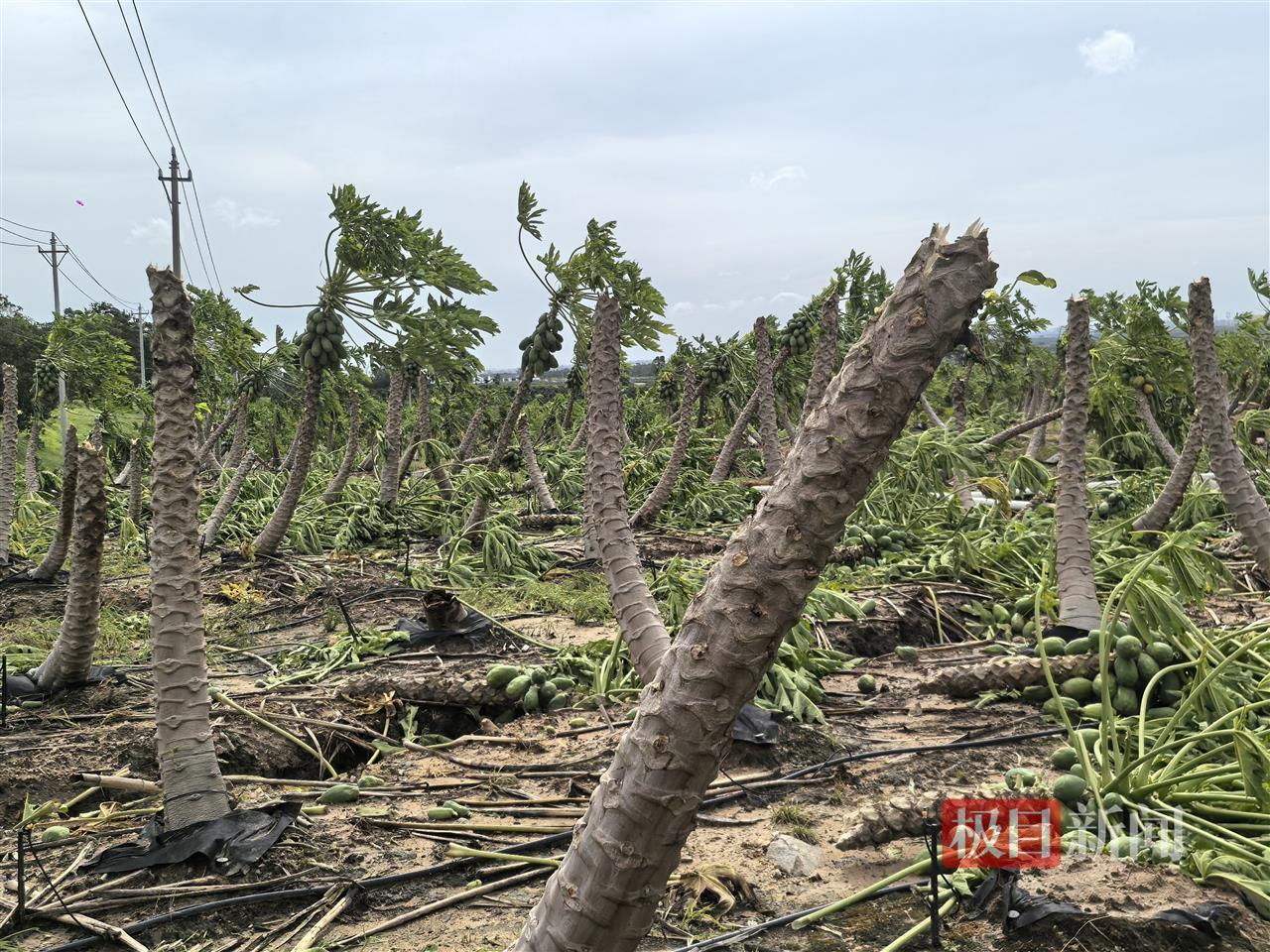 台风“蝴蝶”登陆海南东方市后，一家香蕉园损失超过70万元