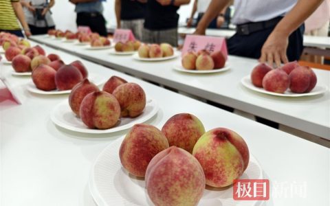 “教科书级”桃子出圈！广水胭脂红年产值4.5亿元，线上卖爆
