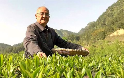 “玉露宗师”一门走出2万弟子 88岁茶学大师杨胜伟让千年古茶重焕生机