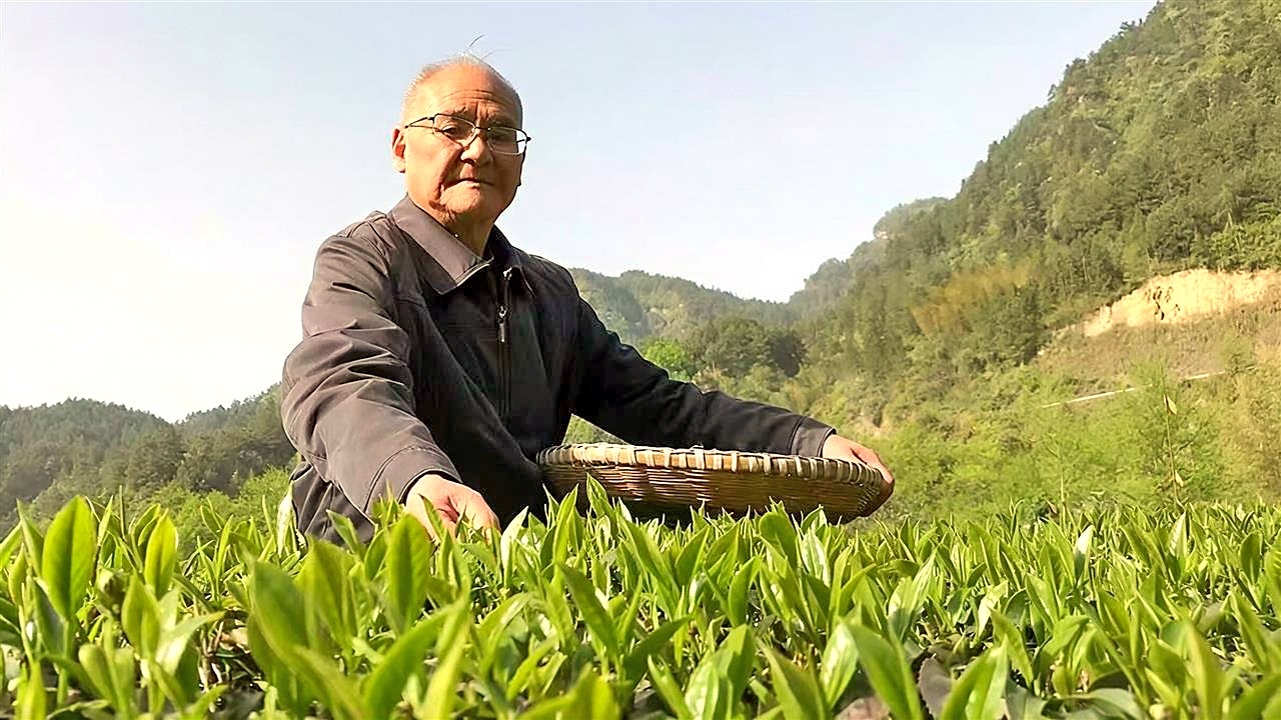 “玉露宗师”一门走出2万弟子 88岁茶学大师杨胜伟让千年古茶重焕生机