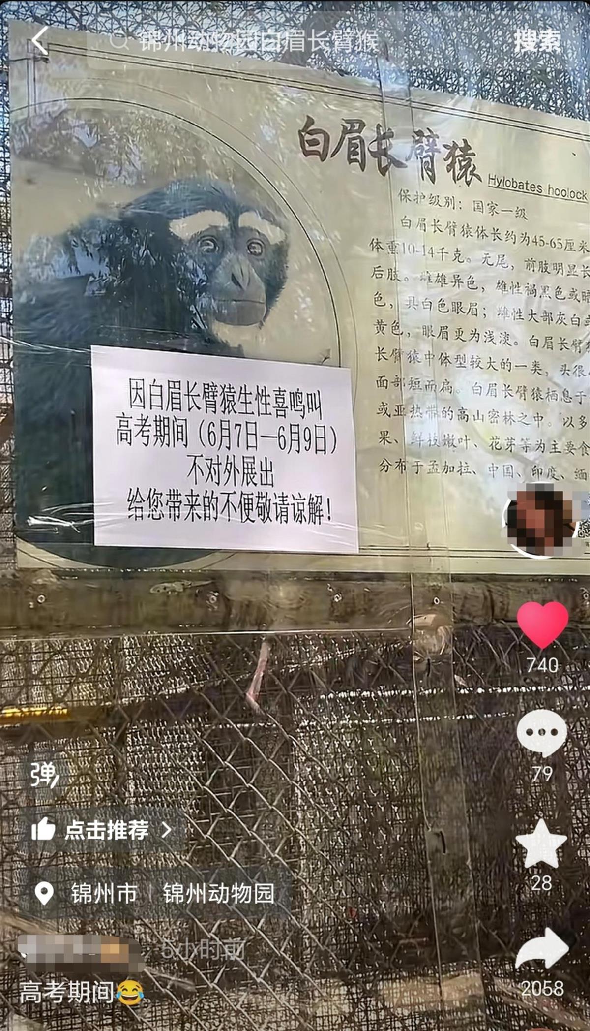 辽宁一动物园白眉长臂猿猴高考期间不对外展出，园方：它们一高兴就喜欢鸣叫，怕影响考试
