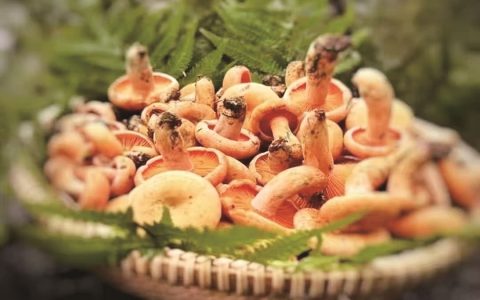 梅雨一“撩”，枞树菇就冒泡 每公斤120元，只怪我太鲜美