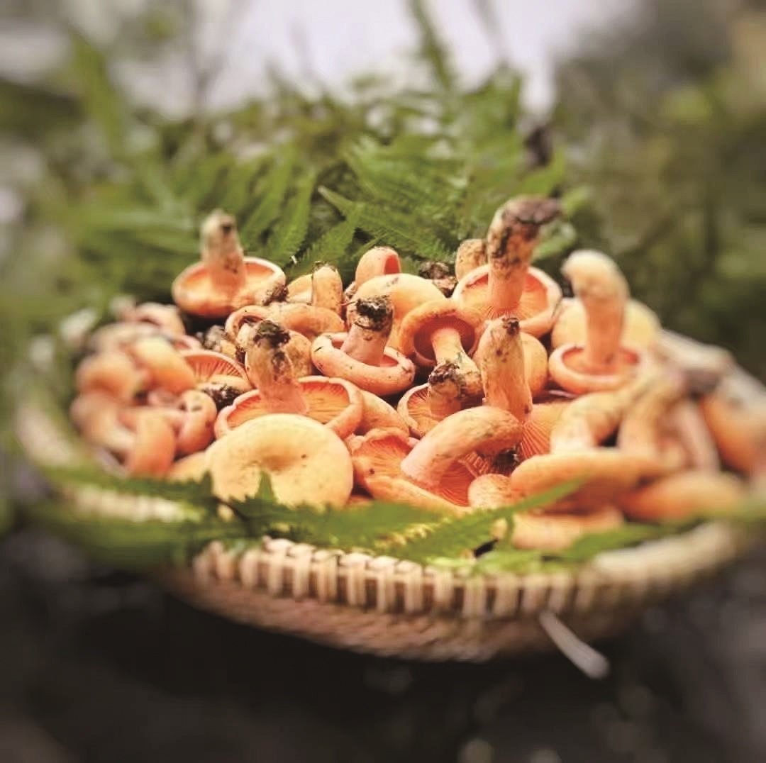 梅雨一“撩”，枞树菇就冒泡 每公斤120元，只怪我太鲜美