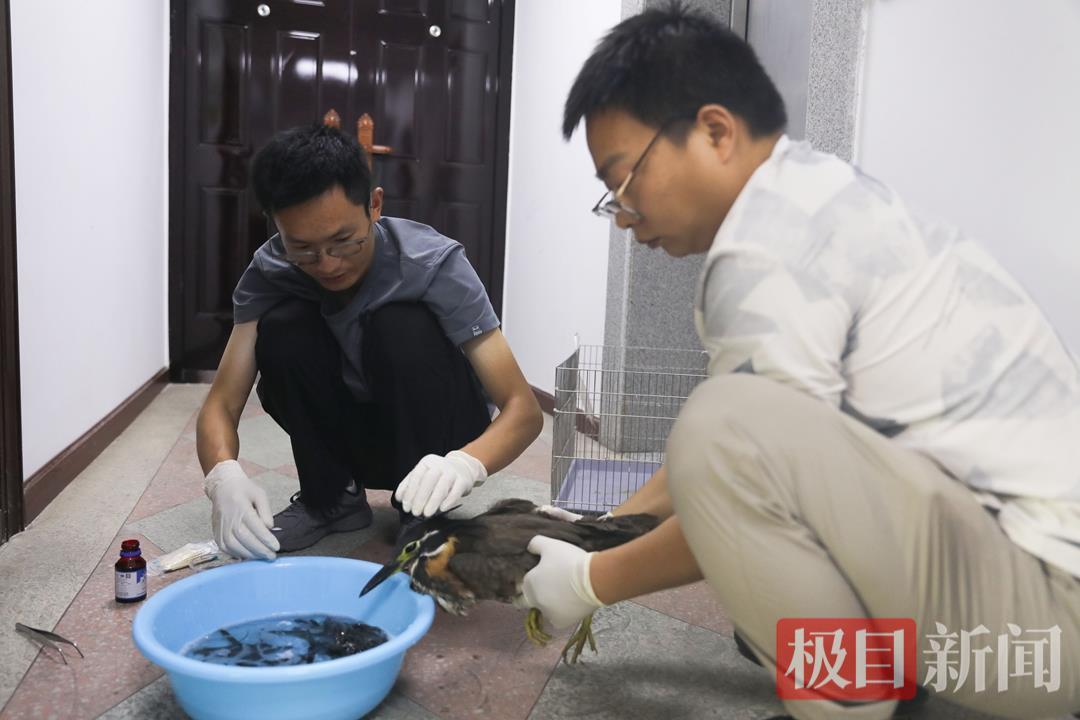 竹山小伙荆棘丛中救下“神秘国宝”