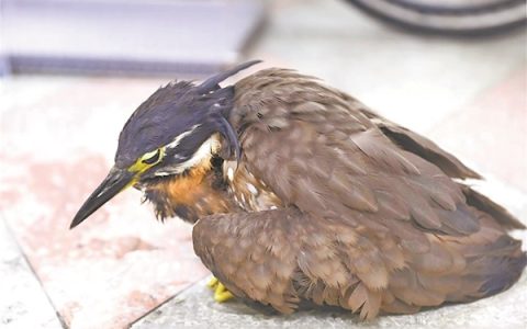 “世界上最神秘的鸟”惊现湖北竹山 国家一级保护动物海南鳽荆棘丛中获救