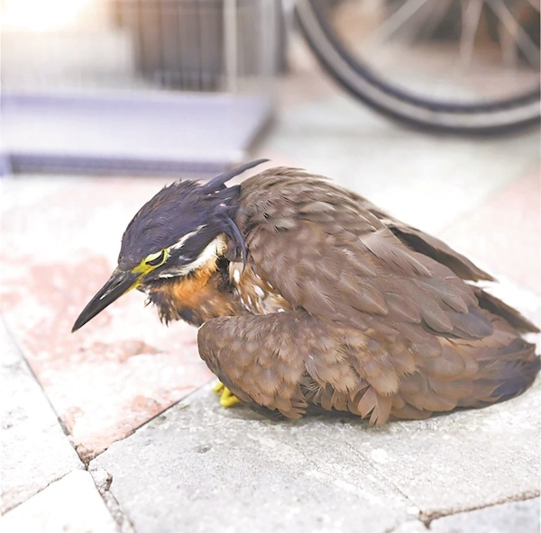 “世界上最神秘的鸟”惊现湖北竹山 国家一级保护动物海南鳽荆棘丛中获救