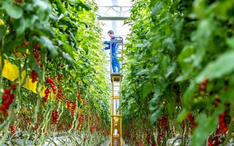 无土番茄亩产收益30万元