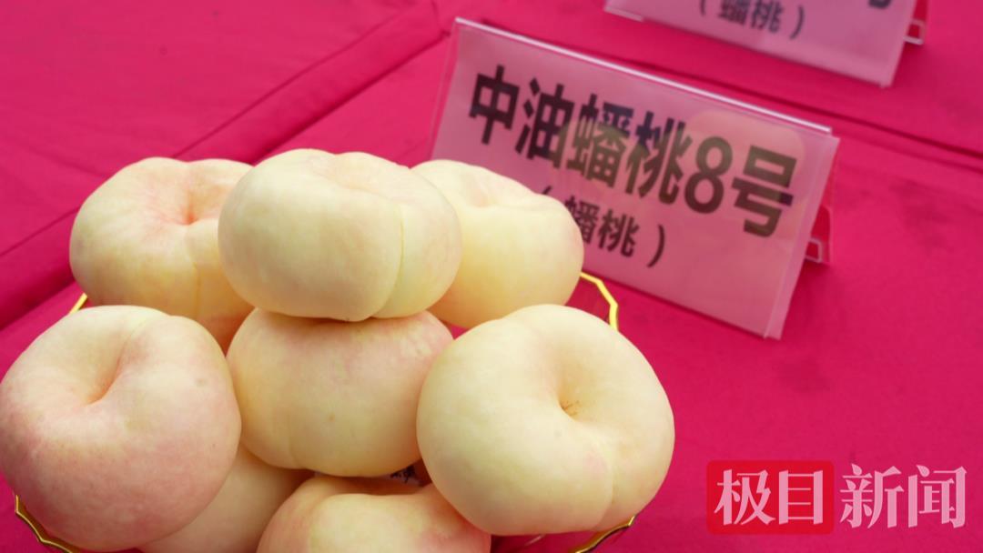 “桃花源”里赛桃，孝昌品桃会决出“桃王”