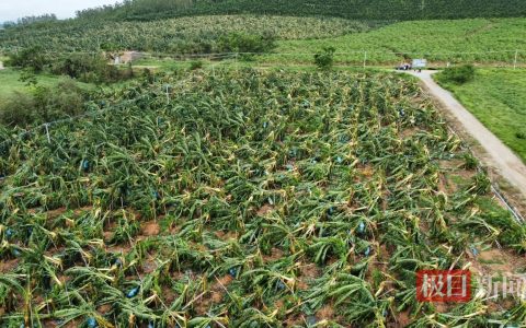 台风“蝴蝶”登陆海南东方市后，一家香蕉园损失超过70万元