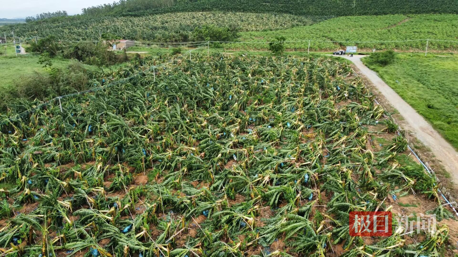 台风“蝴蝶”登陆海南东方市后，一家香蕉园损失超过70万元