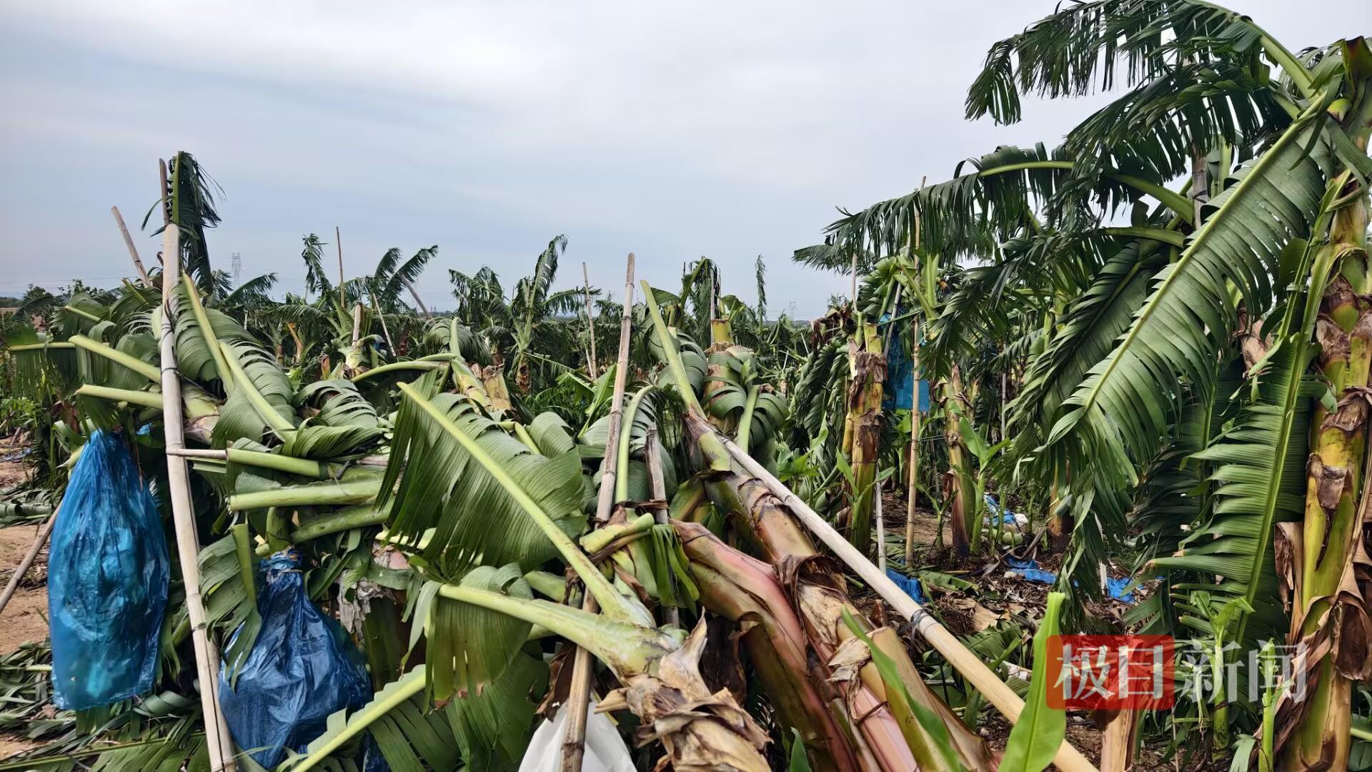 台风“蝴蝶”登陆海南东方市后，一家香蕉园损失超过70万元