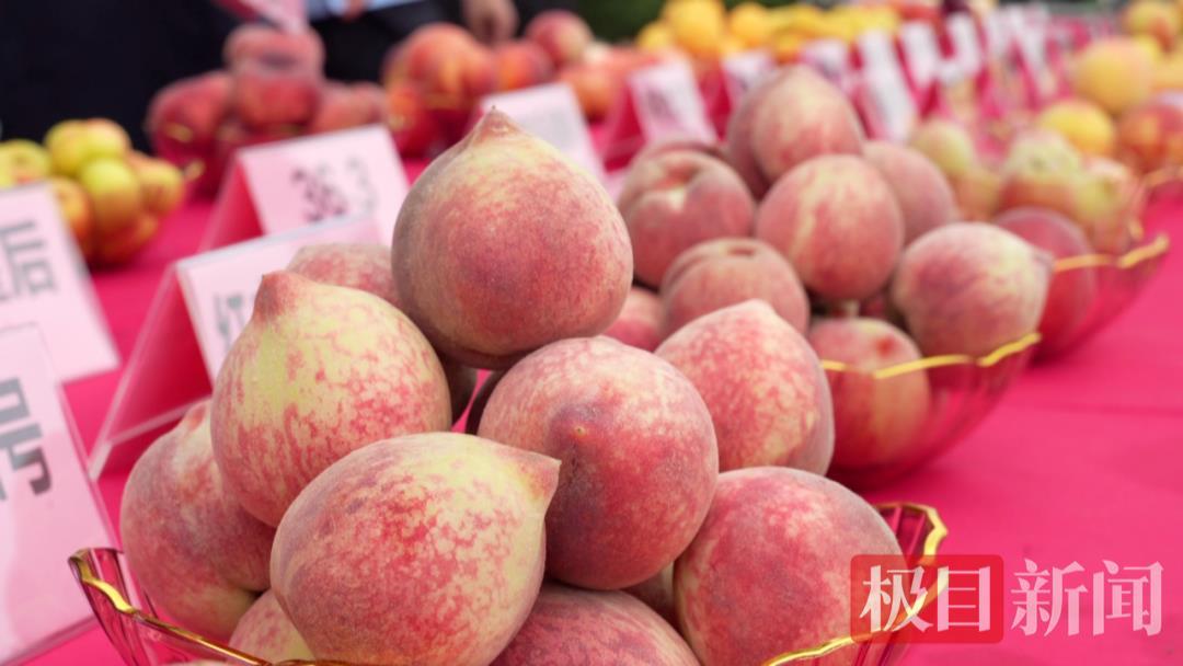 “桃花源”里赛桃，孝昌品桃会决出“桃王”