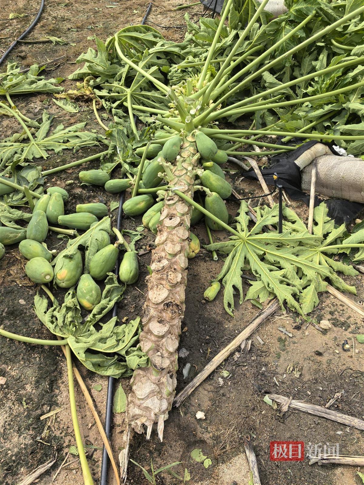 台风“蝴蝶”登陆海南东方市后，一家香蕉园损失超过70万元