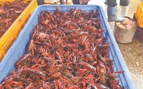 个头大肉质满 小龙虾产销两旺 荆楚餐饮市场迎来“最佳吃虾季”