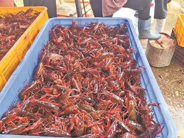 个头大肉质满 小龙虾产销两旺 荆楚餐饮市场迎来“最佳吃虾季”