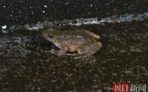 湖北恩施州发现三种两栖动物新记录