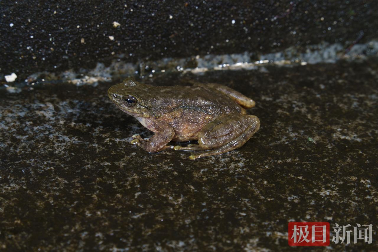 湖北恩施州发现三种两栖动物新记录
