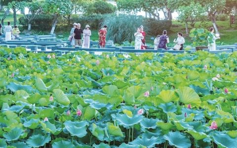 荷花飘香  夜游添趣