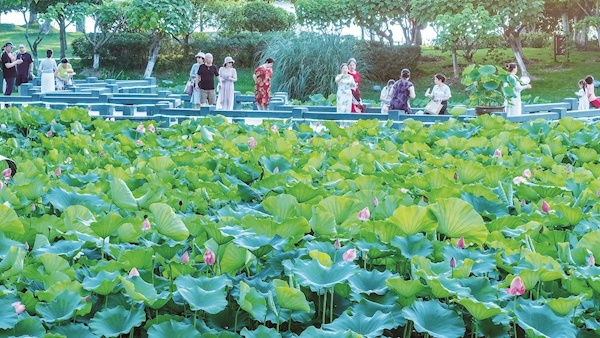 荷花飘香  夜游添趣