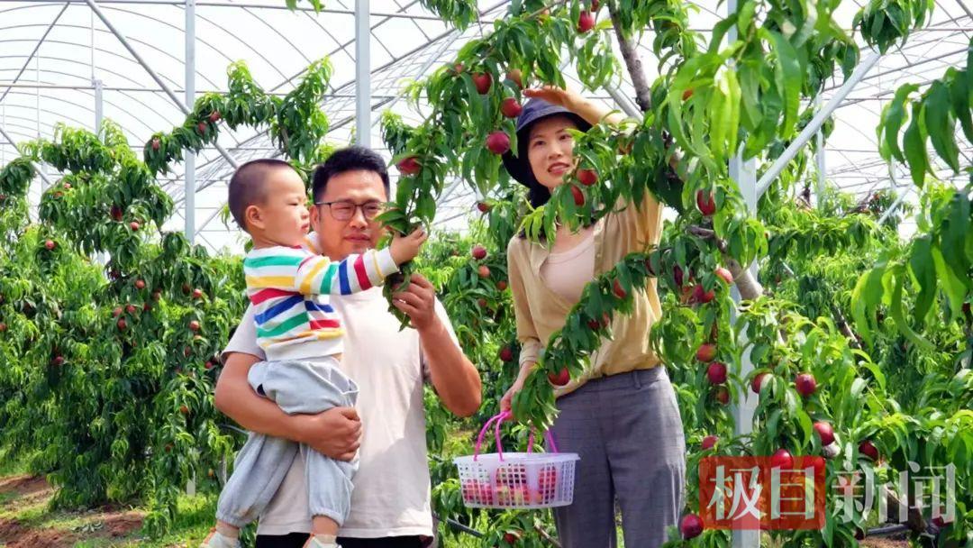 甜蜜经济升级，孝昌品桃会合作签约1.6亿元