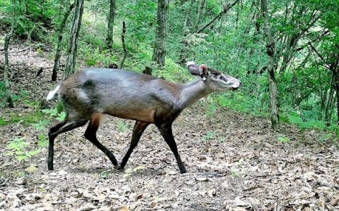 毛冠鹿现身竹山