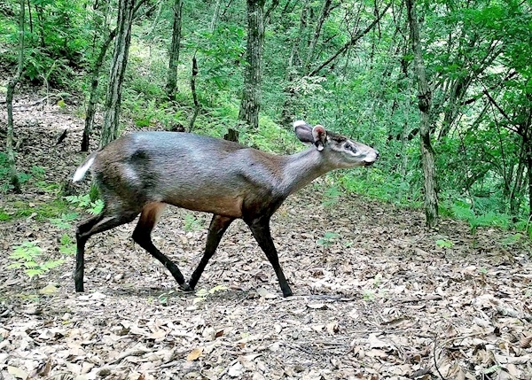 毛冠鹿现身竹山