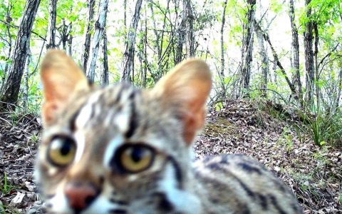 红外相机捕捉到豹猫卖萌日常 堵河源再添国家二级保护动物